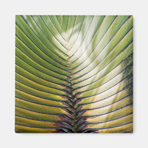 Íman Árvore do viajante Guadalupe