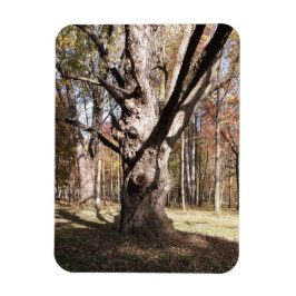 Íman Árvore Estranha