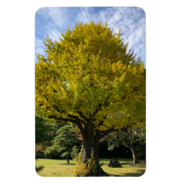 Íman Árvore Ginkgo de Amarelo Ouro
