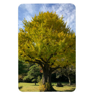 Íman Árvore Ginkgo de Ouro Amarelo