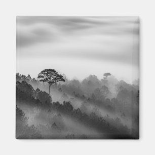 Íman Árvore grande na floresta do pinho na névoa