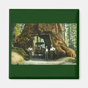 Íman Árvore grande Wawona, bosque de Mariposa, vintage