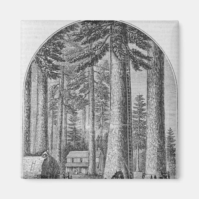 Íman Árvore mamute no Vale (Frente)