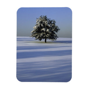 Íman Árvore na paisagem coberto de neve
