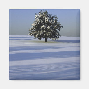 Íman Árvore na paisagem coberto de neve
