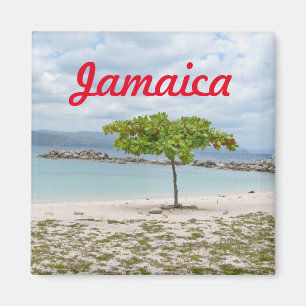 ÍMAN ÁRVORE NA PRAIA ISOLADO NO ÍMÃ DE JAMAICA