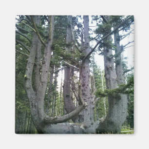 Íman Árvore Polvo, Cape Meares, Oregon