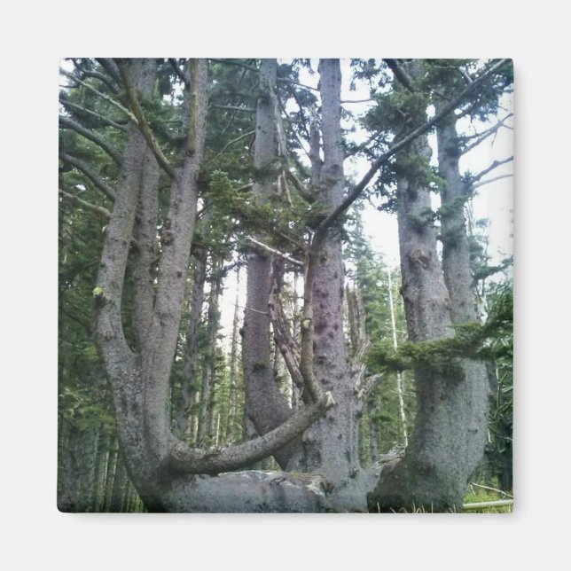 Íman Árvore Polvo, Cape Meares, Oregon (Frente)