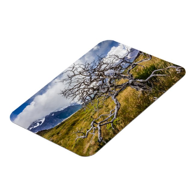 Íman Árvore queimada, Torres del Paine, Chile (Left Side)