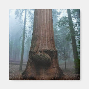 Íman Árvore Sequoia Gigante em Grant Grove, CA