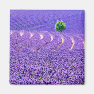 Íman Árvore solitária em Campo de Lavanda, França