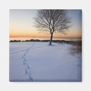 Íman Árvore solitária na neve fresca em New Castle Comm