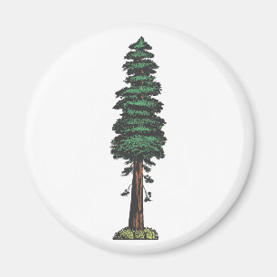 Íman Árvore tree sequoia