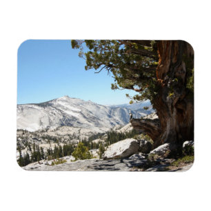 Íman Árvore velha no parque nacional de Yosemite