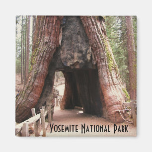 Íman Árvore Yosemite do túnel