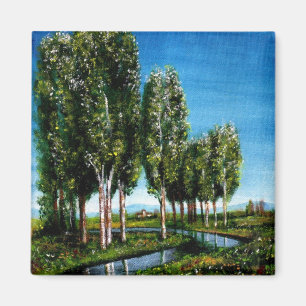 ÍMAN ÁRVORES BIRCH NA TOSCANA