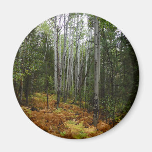 Íman Árvores Brancas e Fall Ferns na Montanha Rochosa