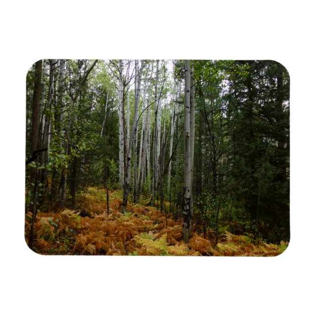 Íman Árvores Brancas e Fall Ferns na Montanha Rochosa (Horizontal)