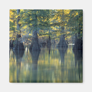 Íman Árvores Cipreste Careca   Horseshoe Lake Illinois