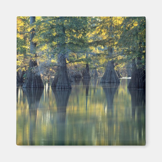 Íman Árvores Cipreste Careca | Horseshoe Lake Illinois (Frente)