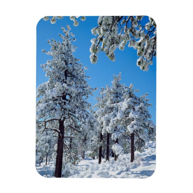 Íman Árvores cobertas de neve nas montanhas Laguna (Vertical)