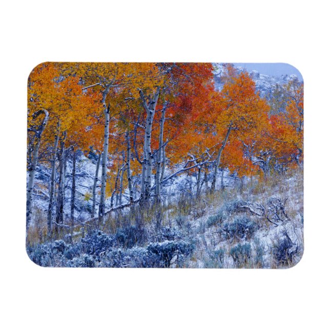 Íman Árvores de Aspen em cores de outono, Montanhas Big (Horizontal)