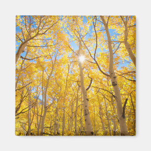 Íman Árvores de Aspen Montanhas Sierra Nevada, CA