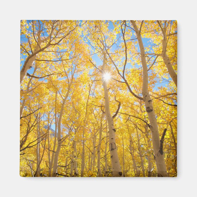Íman Árvores de Aspen | Montanhas Sierra Nevada, CA (Frente)