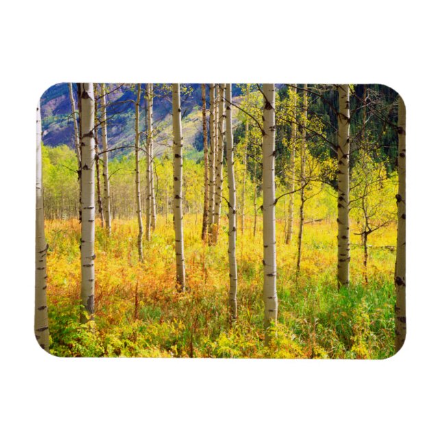 Íman Árvores de Aspen no Outono nas Montanhas Rochosas (Horizontal)