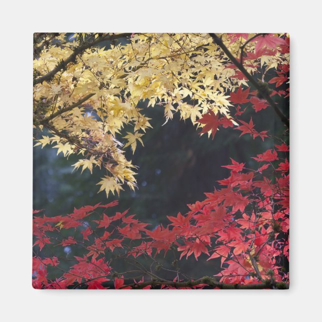 Íman Árvores de bordo em cores de outono (Frente)