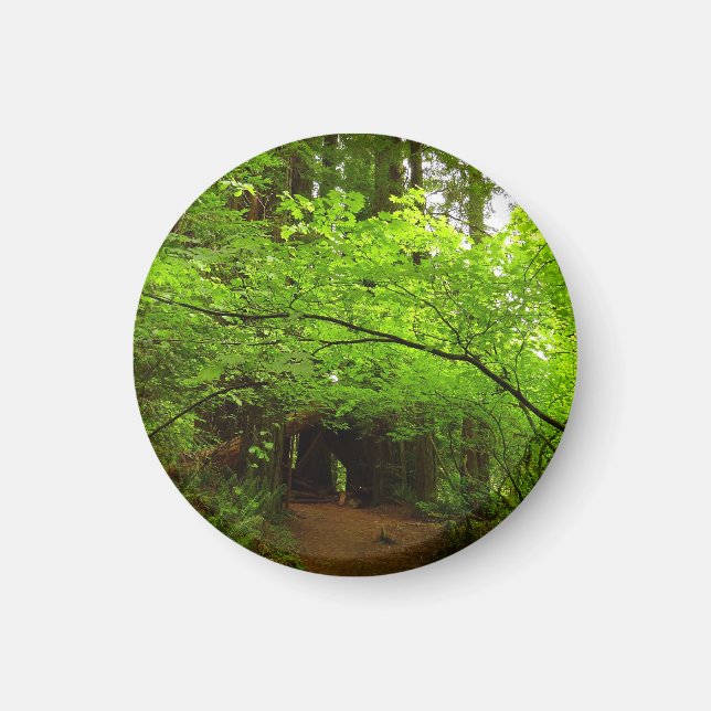 Íman Árvores de bordo na floresta de sequóias (Frente)