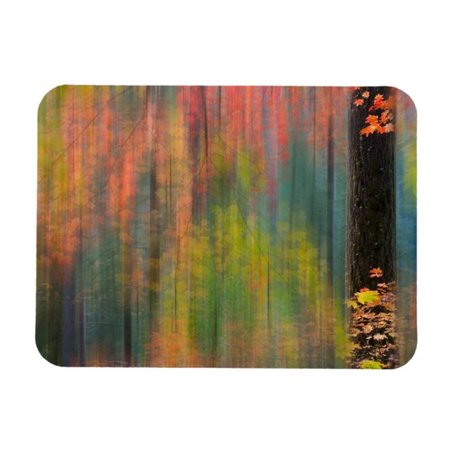 Íman Árvores de bordo | Parque Estadual Silver Falls (Horizontal)