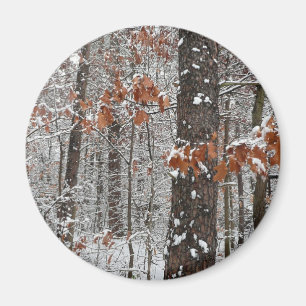 Íman Árvores de carvalho cobertas por neve Fotografia