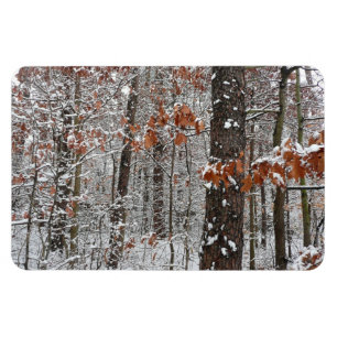 Íman Árvores de carvalho cobertas por neve Fotografia