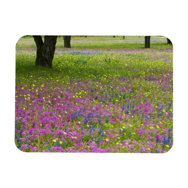 Íman Árvores de carvalho com campo Phlox, Blue Bonnets (Horizontal)