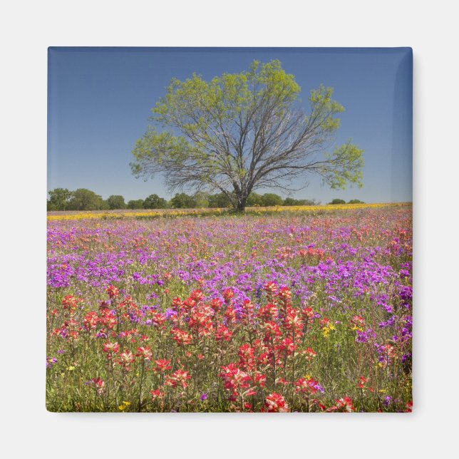 Íman Árvores de mesquite de primavera crescendo em flor (Frente)
