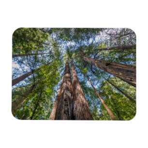 Íman Árvores de Sequoia Condado de Marin, Califórnia