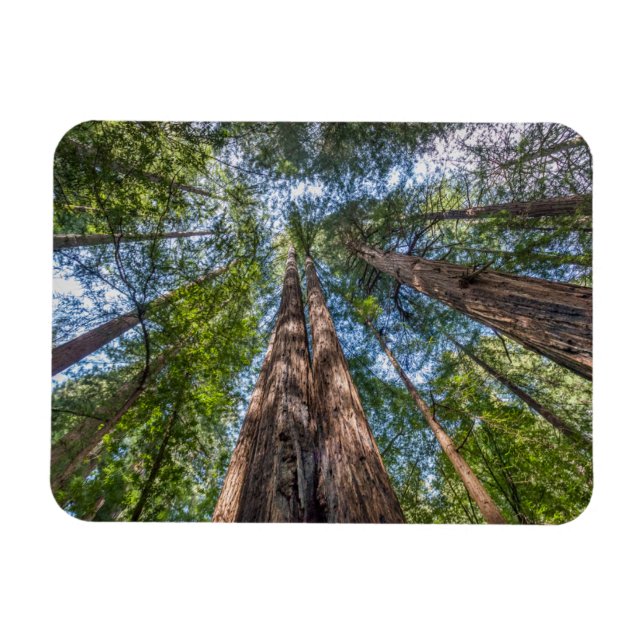 Íman Árvores de Sequoia | Condado de Marin, Califórnia (Horizontal)