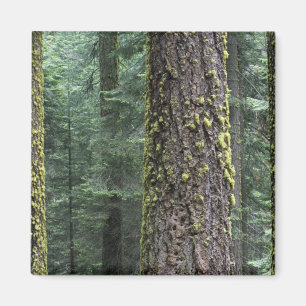 Íman Árvores de sequóia gigante na floresta, Sequoia e