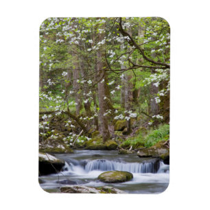 Íman Árvores Dogwood Grande Montanha Fumegante, Tenne