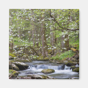 Íman Árvores Dogwood Grande Montanha Fumegante, Tenne
