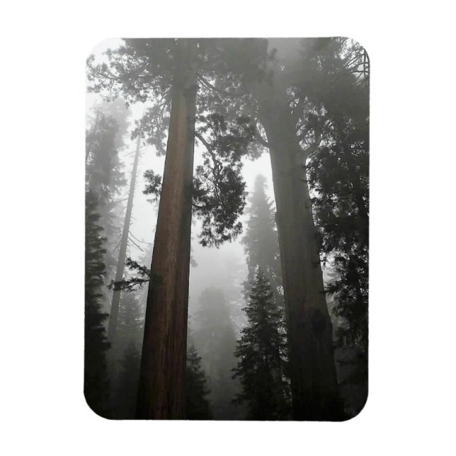 Íman Árvores gigantes de sequoia na porca, CA (Vertical)