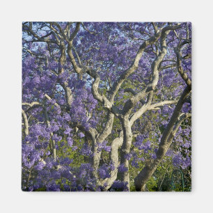Íman Árvores Jacaranda em Floração no Parque New Farm,