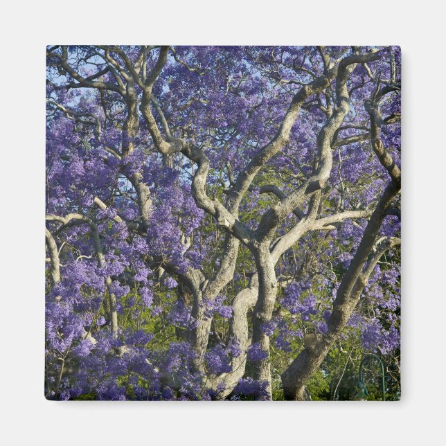 Íman Árvores Jacaranda em Floração no Parque New Farm,  (Frente)
