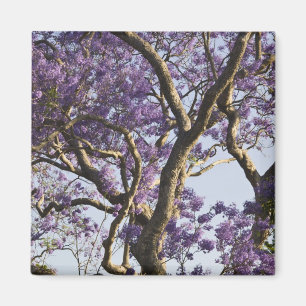 Íman Árvores Jacaranda em Floração no Parque New Farm,