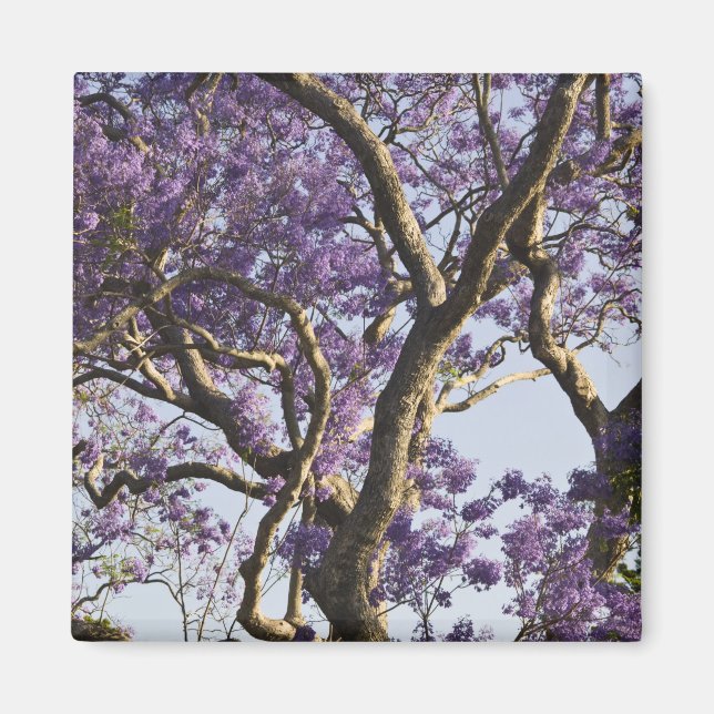 Íman Árvores Jacaranda em Floração no Parque New Farm, (Frente)