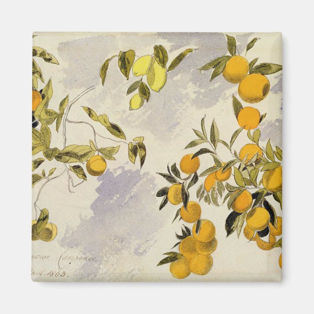 Íman Árvores laranja, 1863 (c/c, caneta e tinta sobre g (Frente)