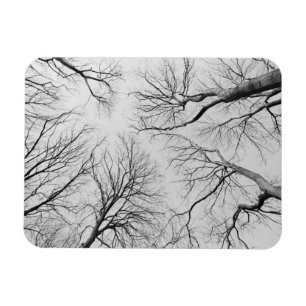 Íman Árvores Leafless na madeira de Thiepval