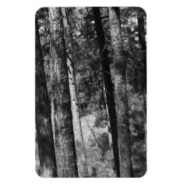 Íman árvores negras e brancas ao redor