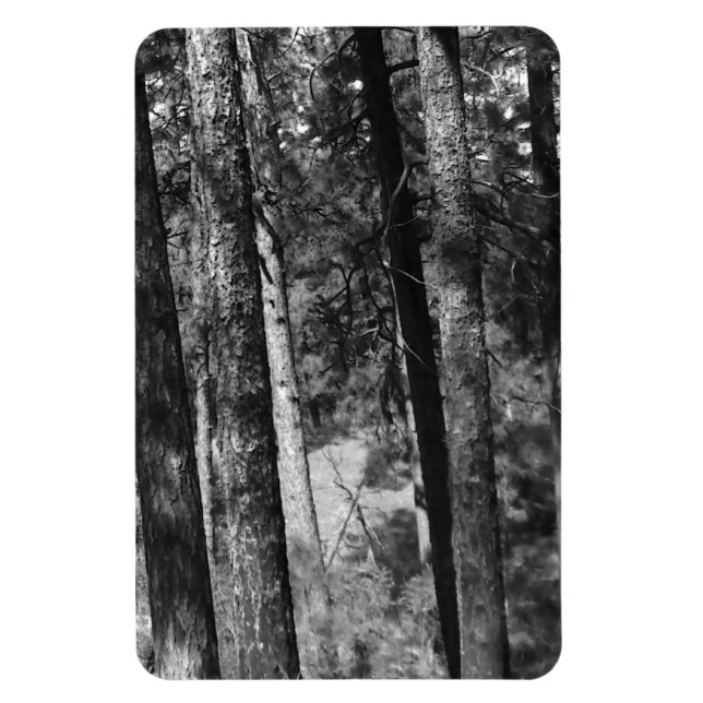 Íman árvores negras e brancas ao redor (Vertical)